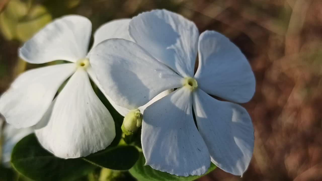 白色的玉黍螺视频素材