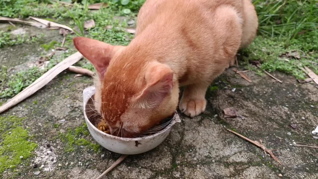 给一只可怜饥饿的橙色家猫食物，它吃得津津有味视频素材