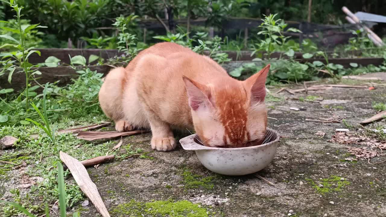 给一只可怜饥饿的橙色家猫食物，它吃得津津有味视频素材