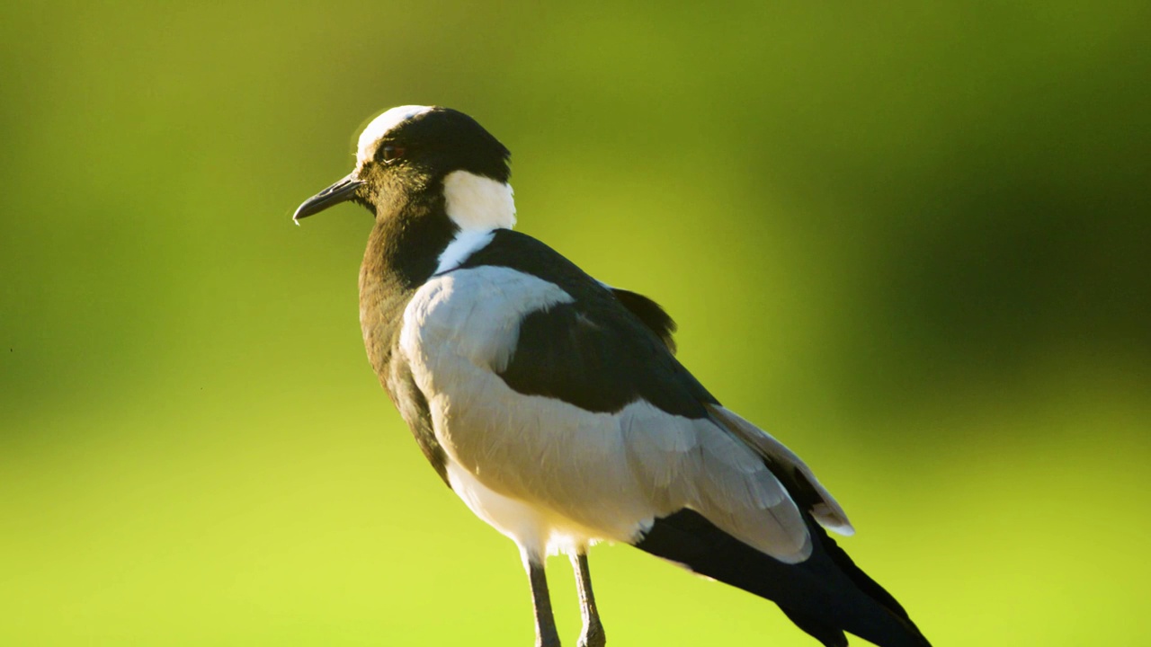 铁匠田凫或铁匠鸻(Vanellus armatus)的近照。南非视频素材