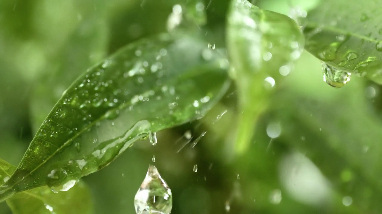 超级慢动作的雨滴特写。雨水滴落在植物的绿叶上。视频素材