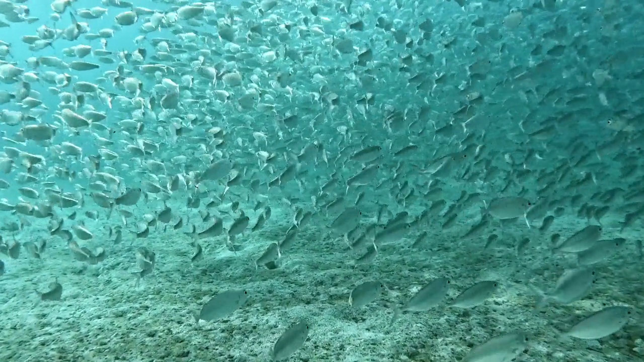 一大群鱼优雅地穿过海洋深处——下面的沙子视频素材