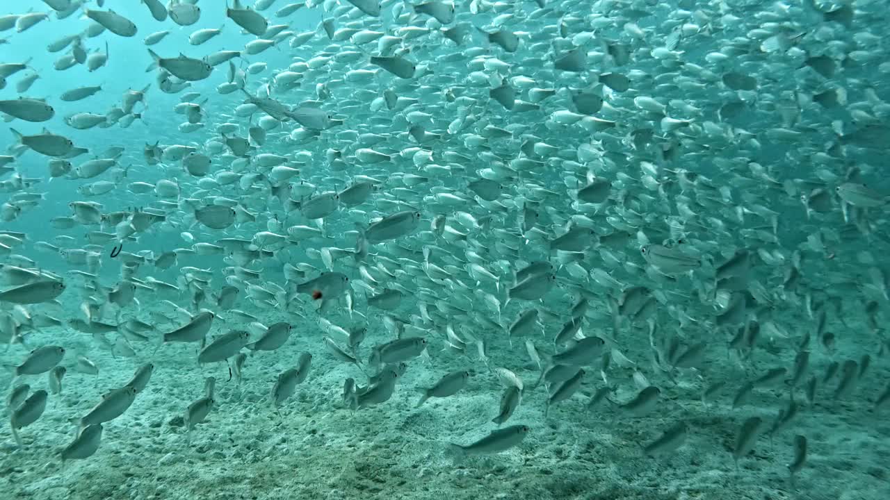 一大群鱼饵鱼游过海洋深处-水下拍摄视频素材