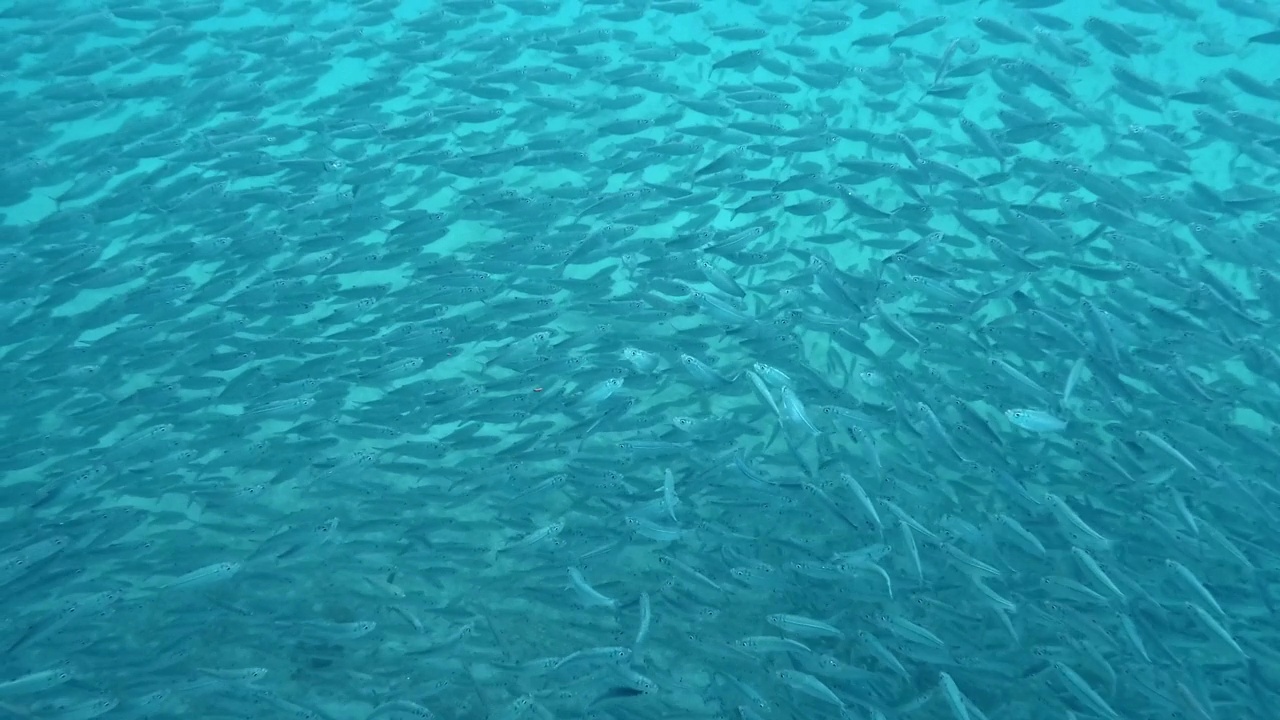 一个巨大的鱼群优雅地通过海洋深处移动-水下拍摄视频素材