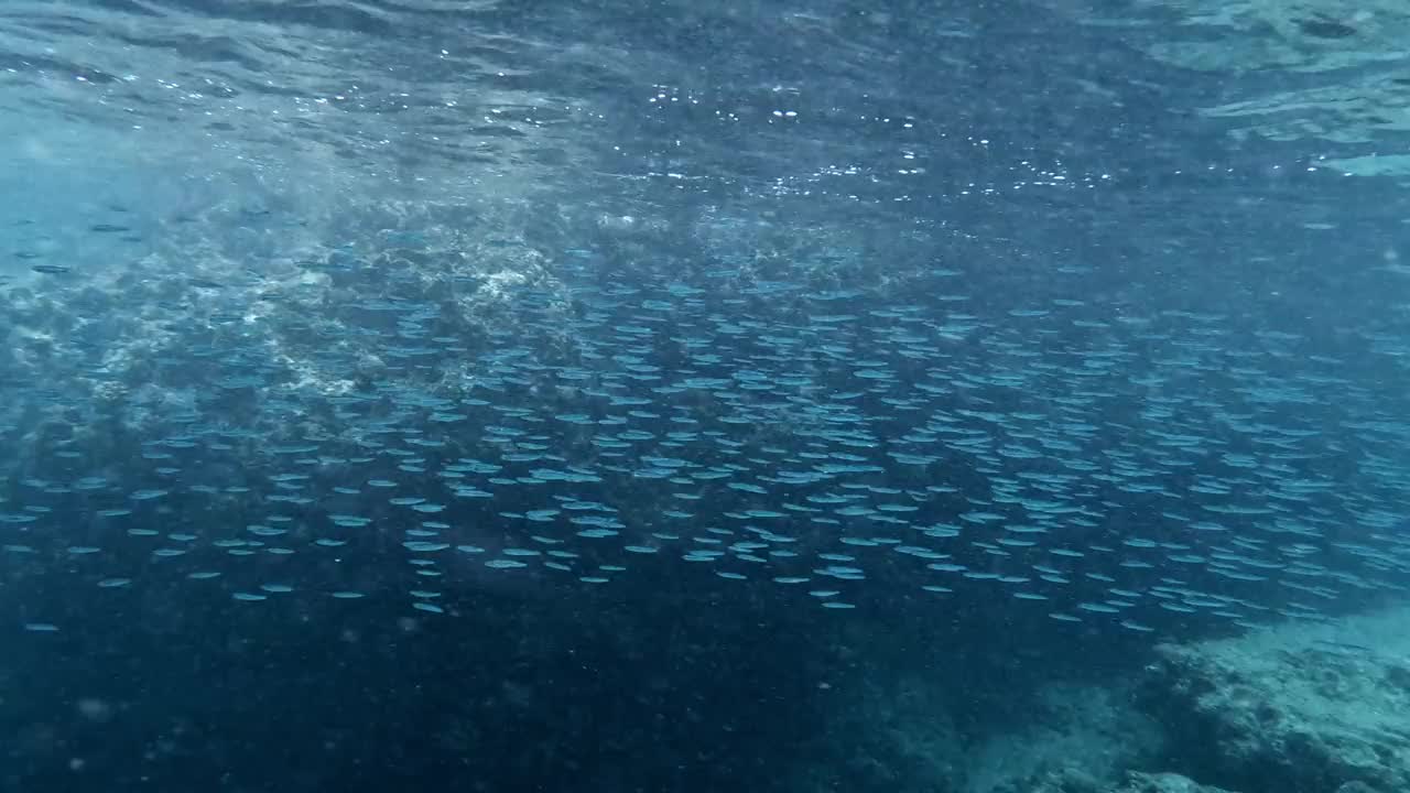 一个大的鱼群优雅地通过水晶般清澈的海洋移动-水下拍摄视频素材