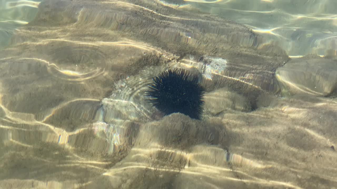 海胆在海底的近景视频素材