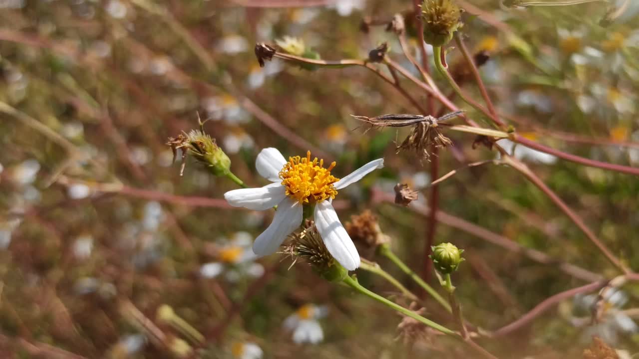 洋甘菊花卉视频素材