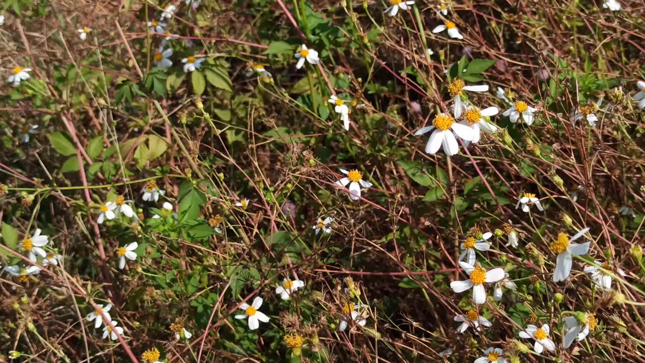 洋甘菊花卉视频素材