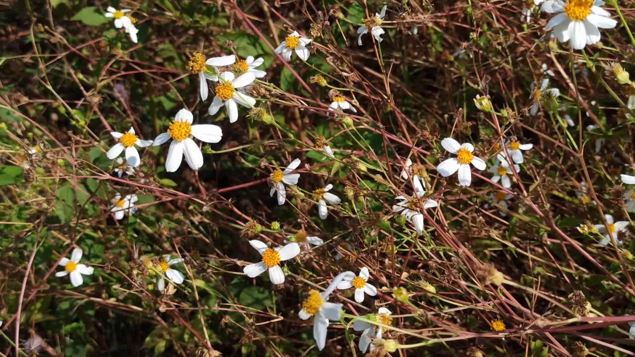 洋甘菊花卉视频素材