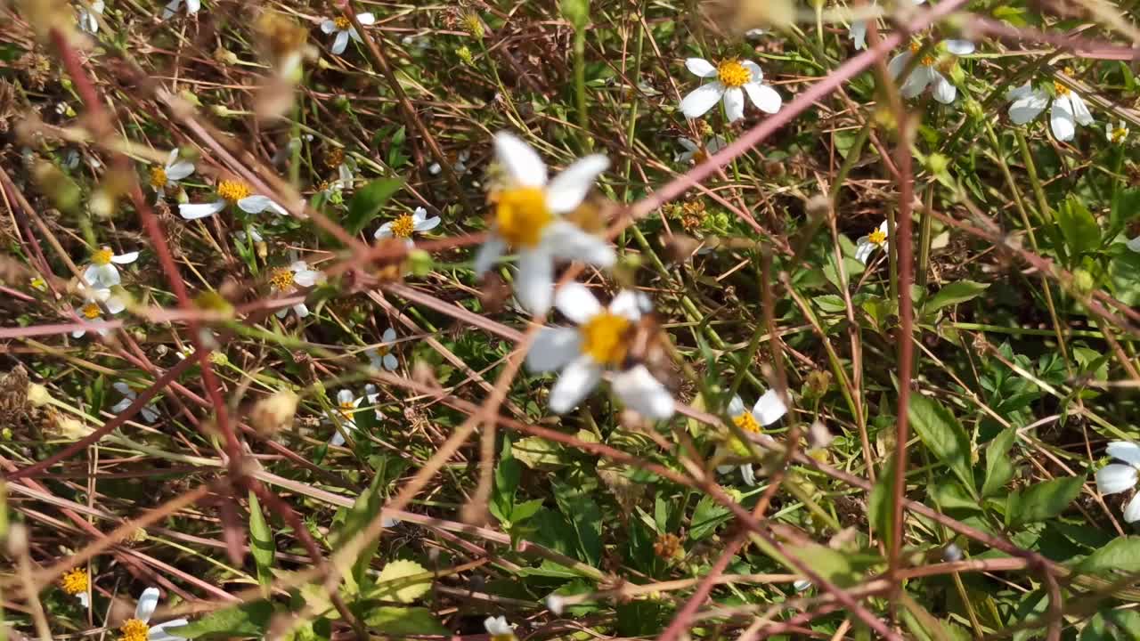 洋甘菊花卉视频素材