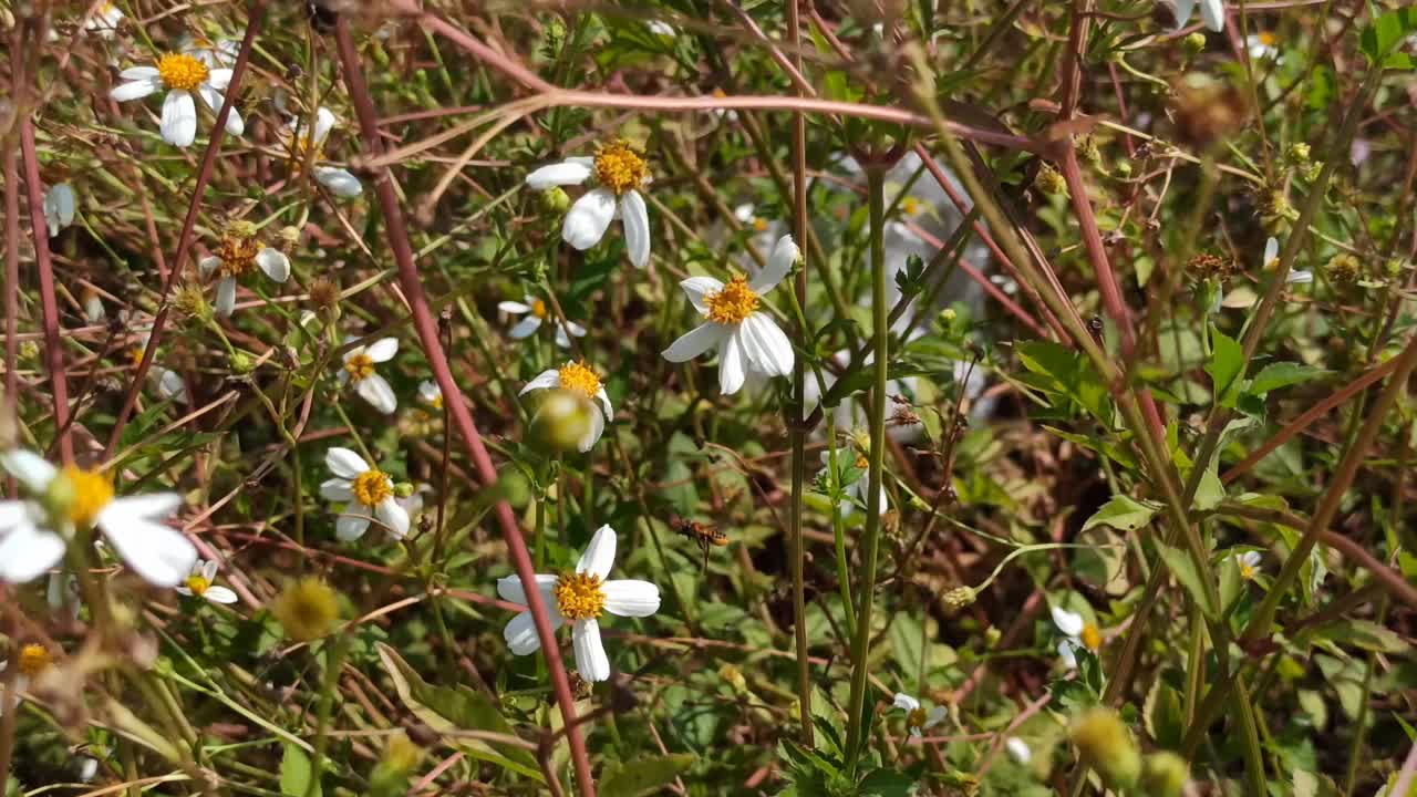 蜜蜂和洋甘菊花视频素材