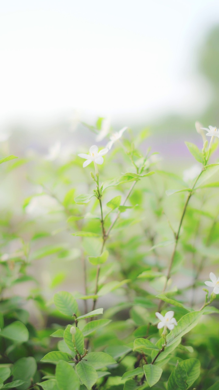 白色的花朵阳光淡绿的自然景象视频素材