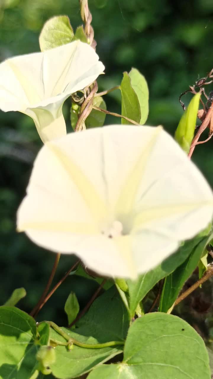 海滩月光花视频素材