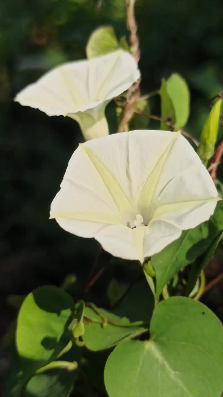 海滩月光花视频素材