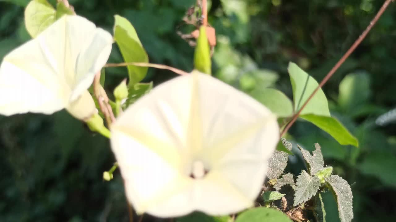 海滩月光花视频素材