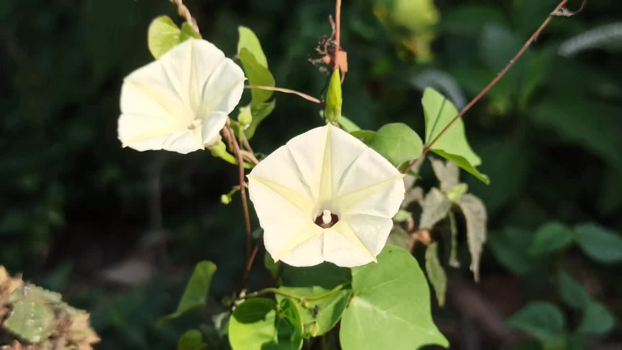 海滩月光花视频素材