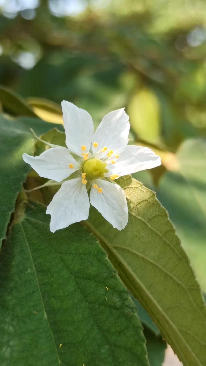 取自卡拉布拉芒廷树的白花视频素材