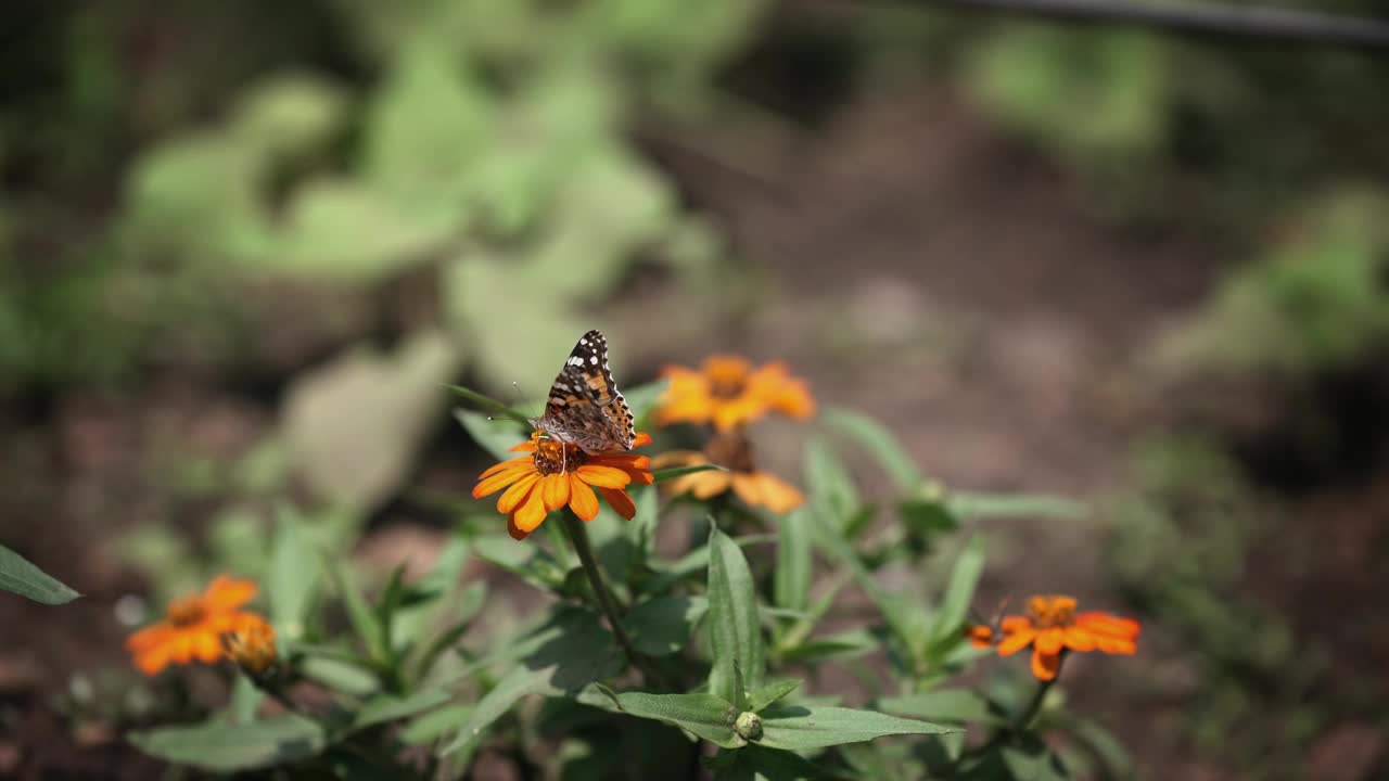 彩绘蛱蝶(Vanesa cardui)在春天采集花蜜视频素材