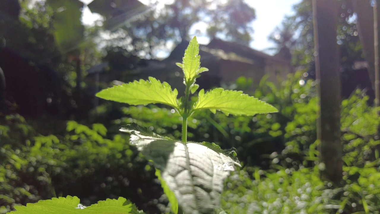 早晨的绿色植物视频下载