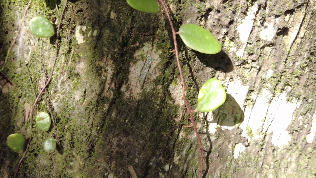 椰子干上的青苔视频素材