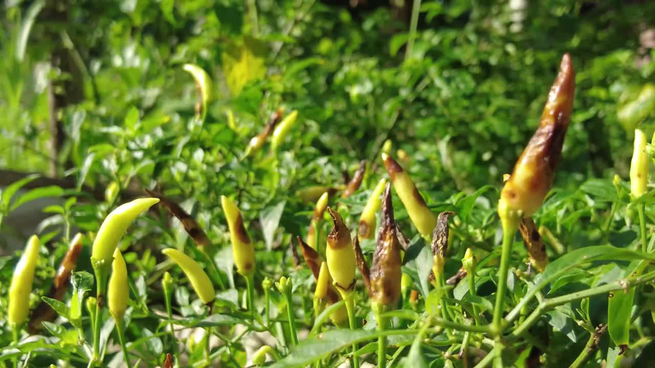 辣椒植物受到害虫的影响视频下载