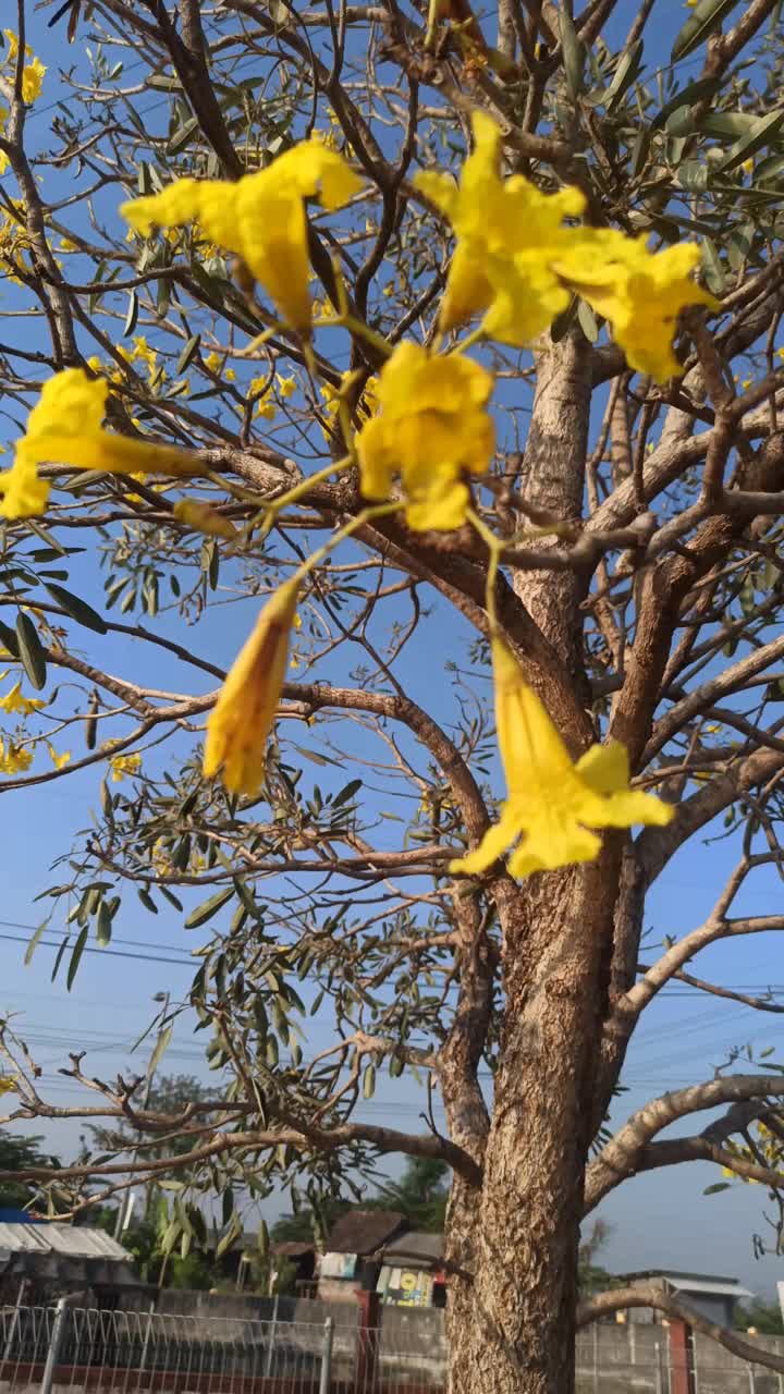 handroanthus chrysotrichus视频素材