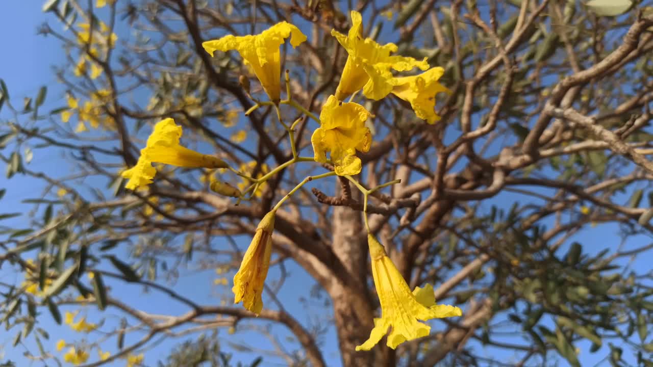 handroanthus chrysotrichus视频素材