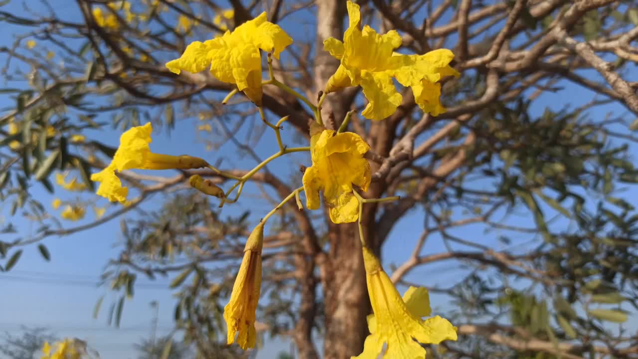 handroanthus chrysotrichus视频素材