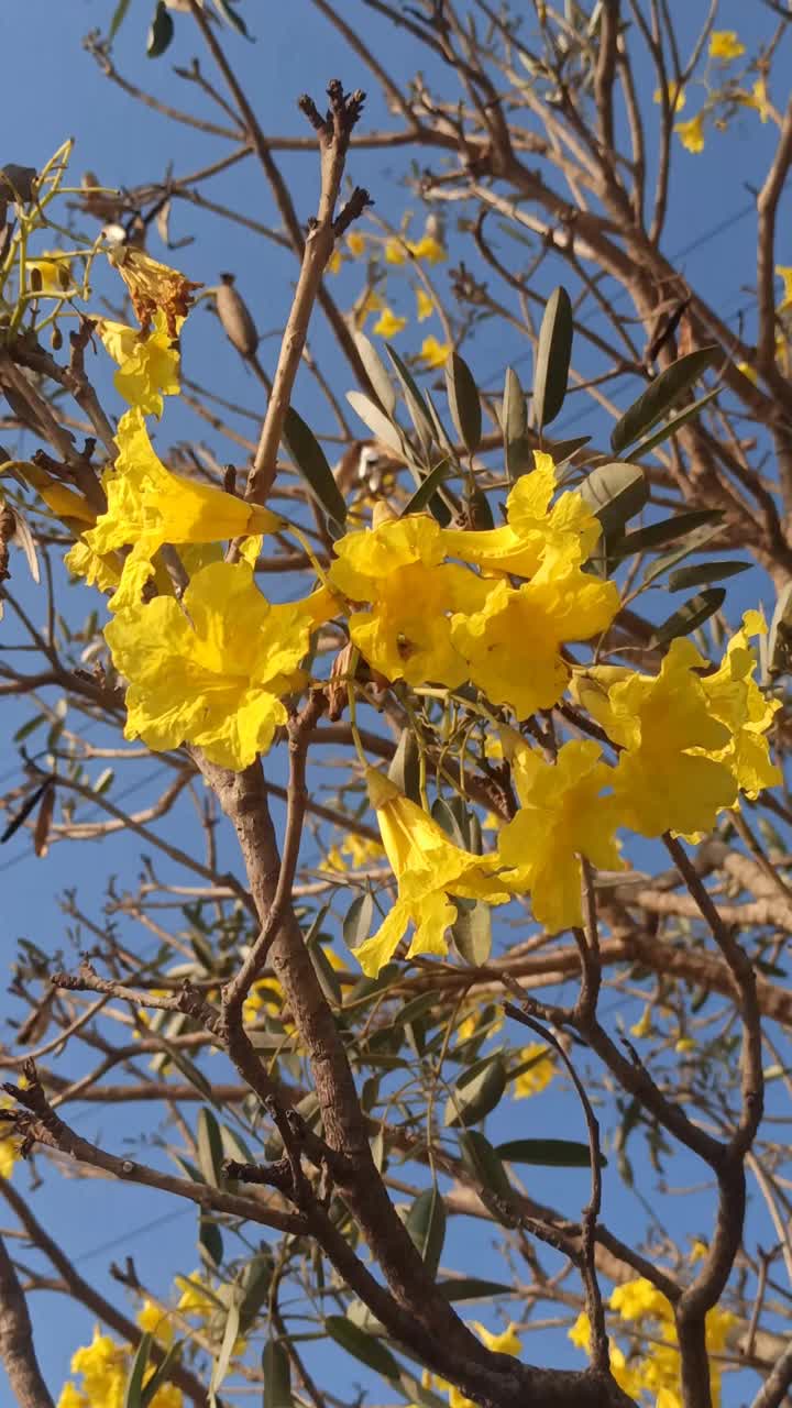 handroanthus chrysotrichus视频素材