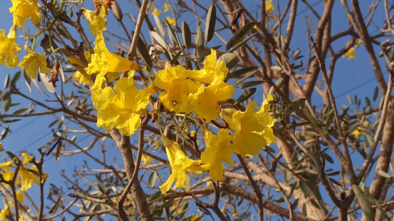 handroanthus chrysotrichus视频素材