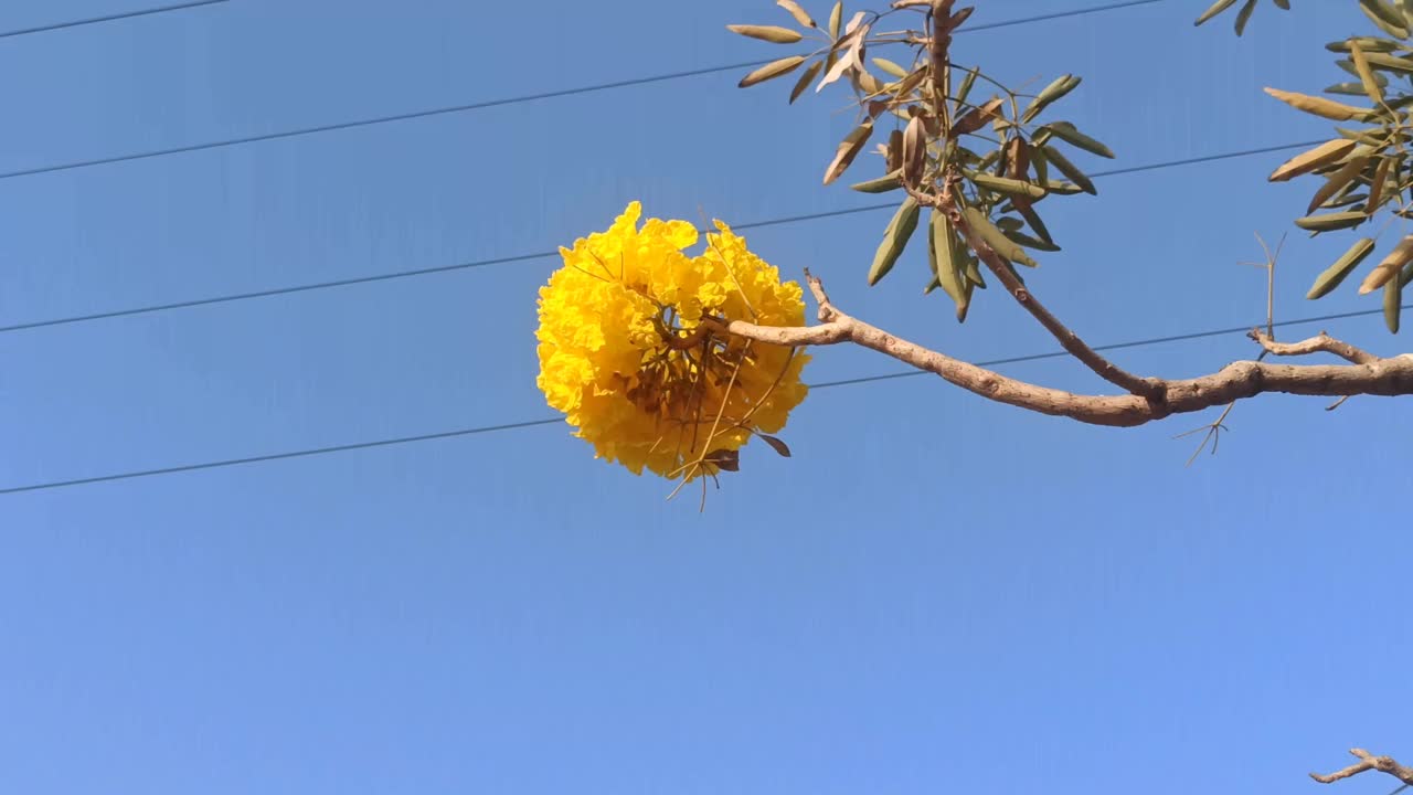 handroanthus chrysotrichus视频素材