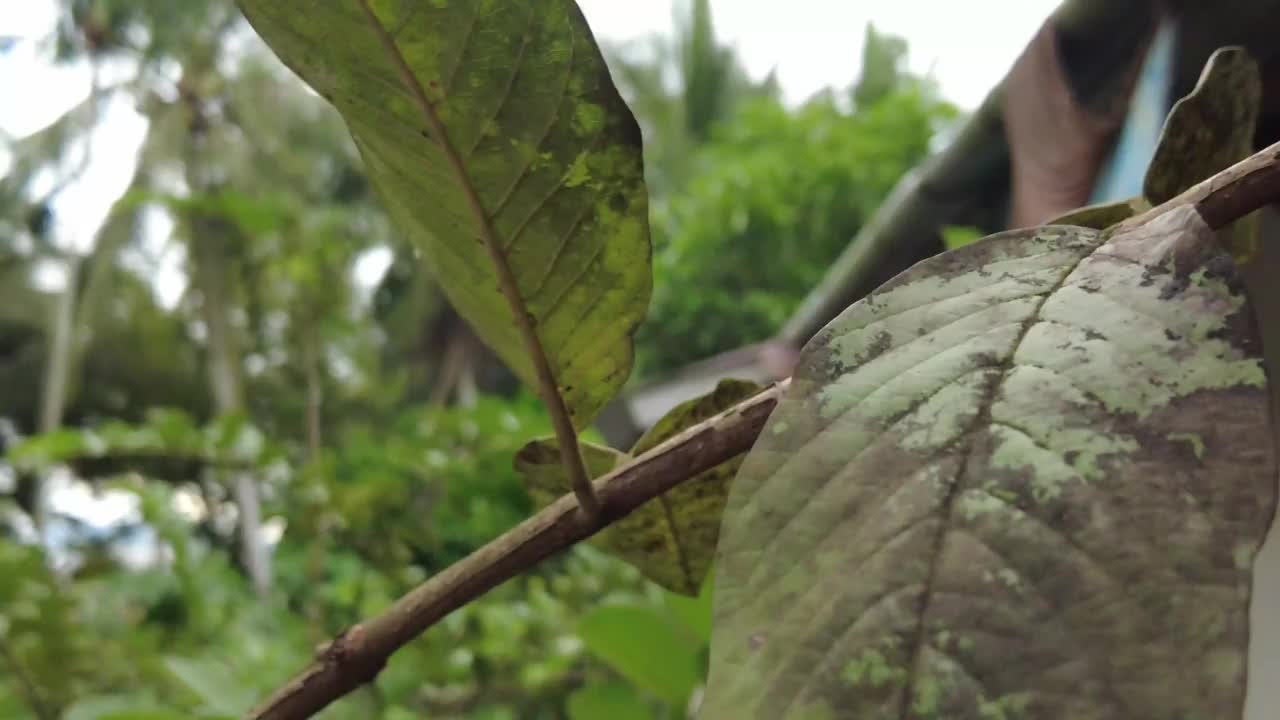 老番石榴叶特写视频下载