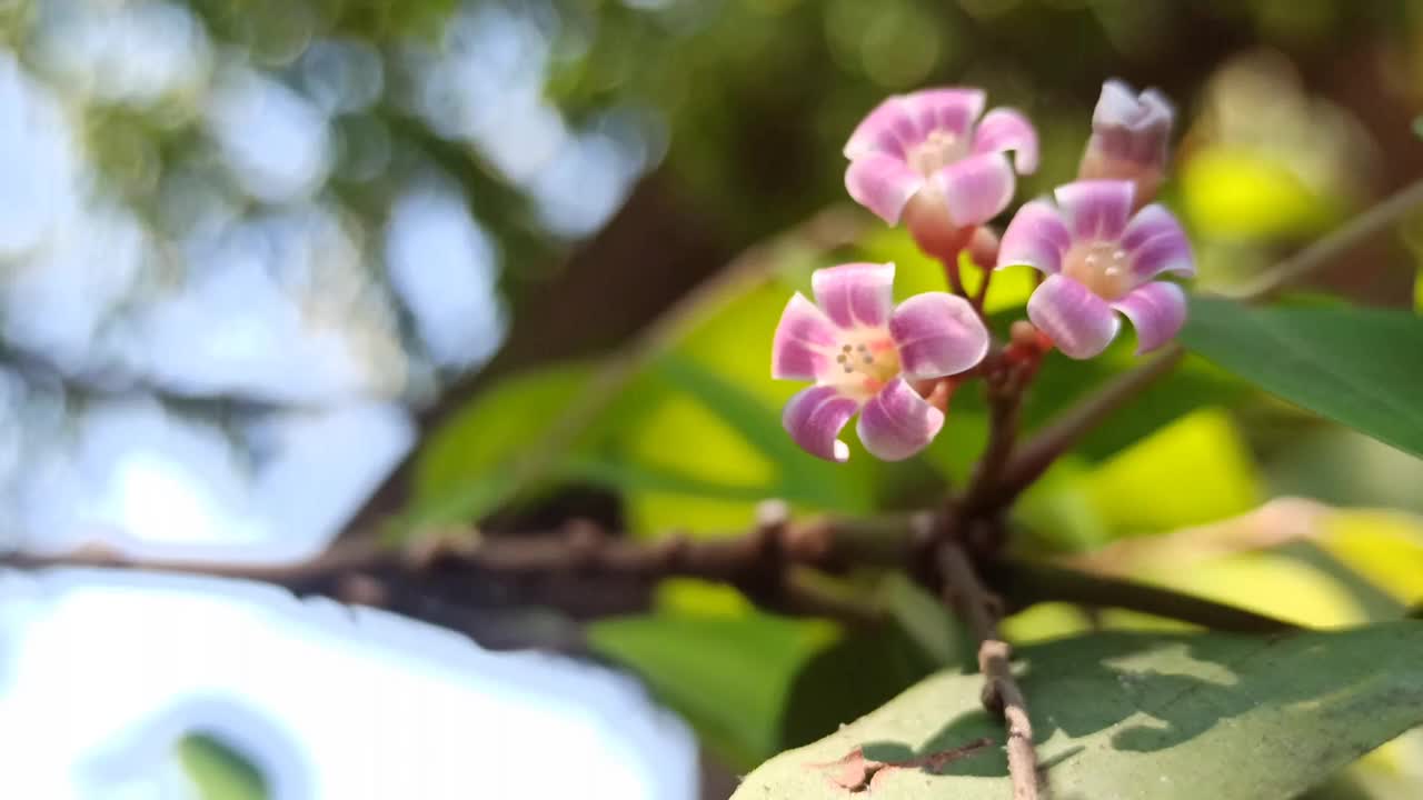 从海星树上摘下的花视频素材