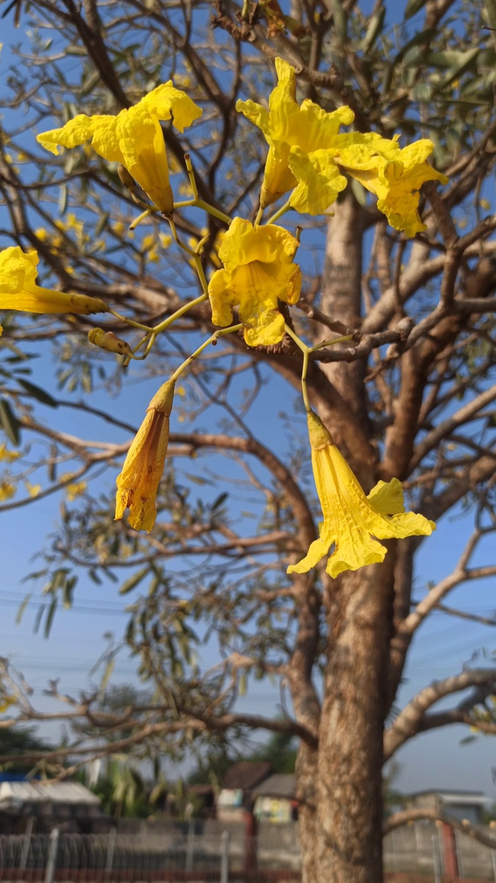 handroanthus chrysotrichus视频素材