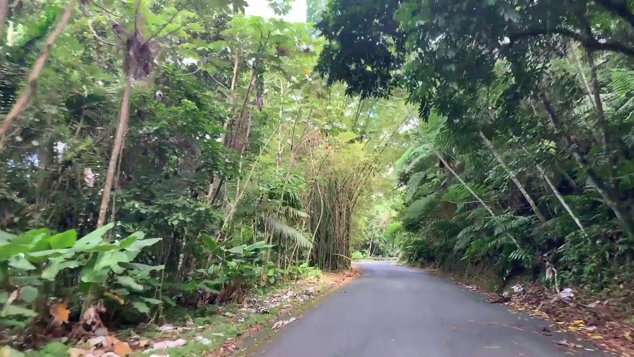 驾车穿过波多黎各岛上的埃尔云克雨林，这是美国国家森林系统中唯一的热带雨林视频素材