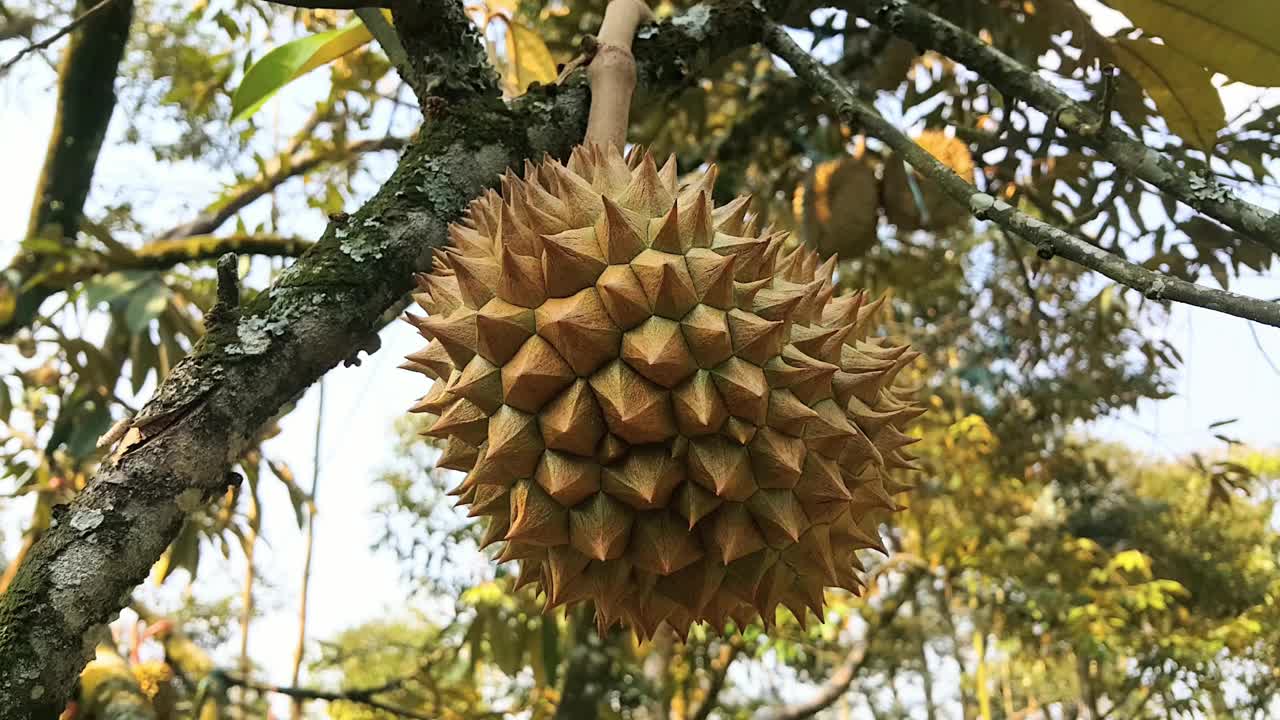 近距离观察在榴莲园树上的新鲜榴莲果实视频素材