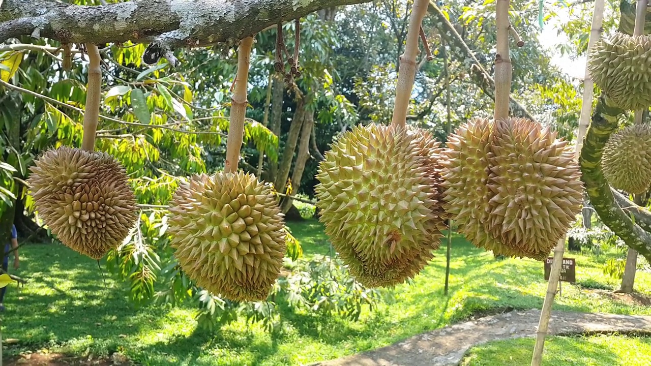 近距离观察在榴莲园树上的新鲜榴莲果实。枝头上的榴莲果实。视频下载