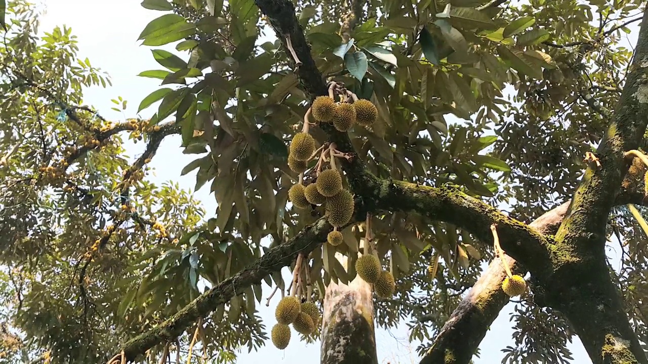 近距离观察在榴莲园树上的新鲜榴莲果实。枝头上的榴莲果实。视频素材