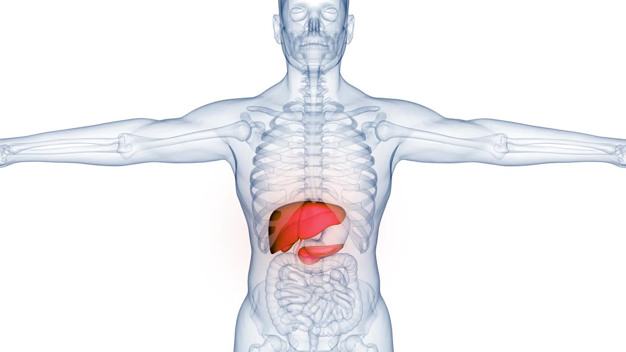 人体内部消化器官肝脏解剖动画概念视频素材