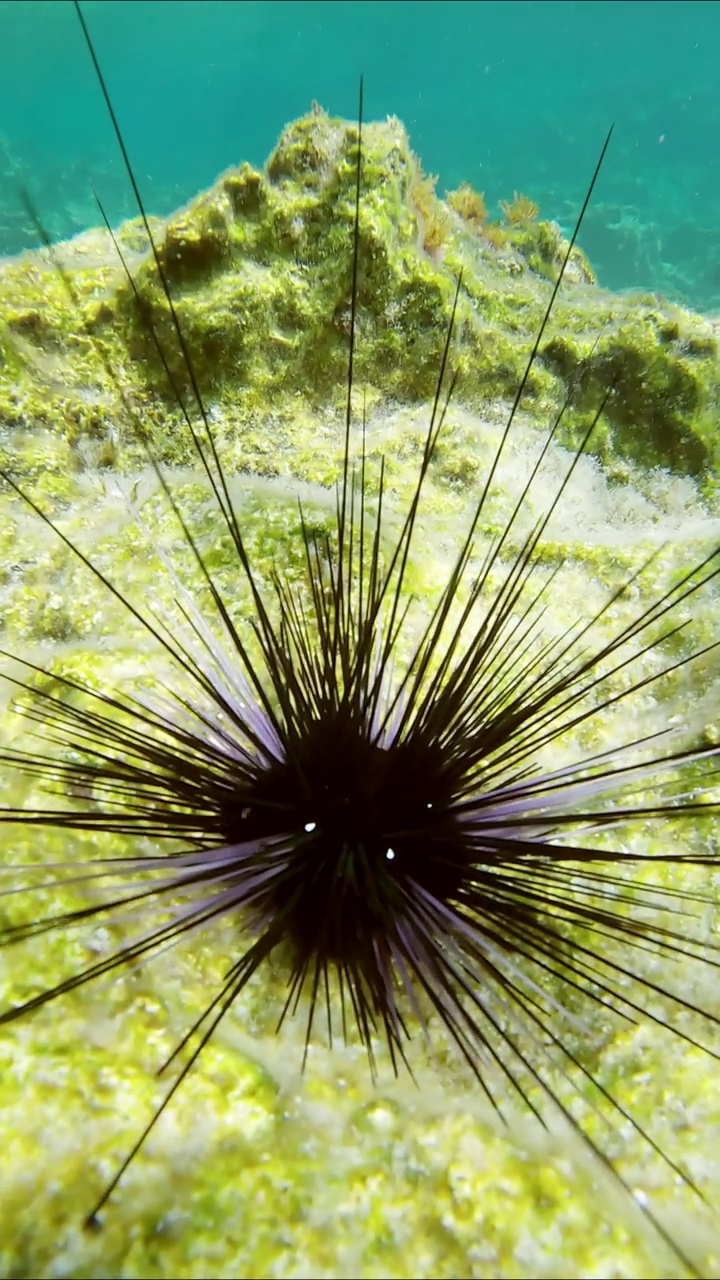 特写，长脊骨海胆坐在岩石海床在白天的阳光眩光视频素材