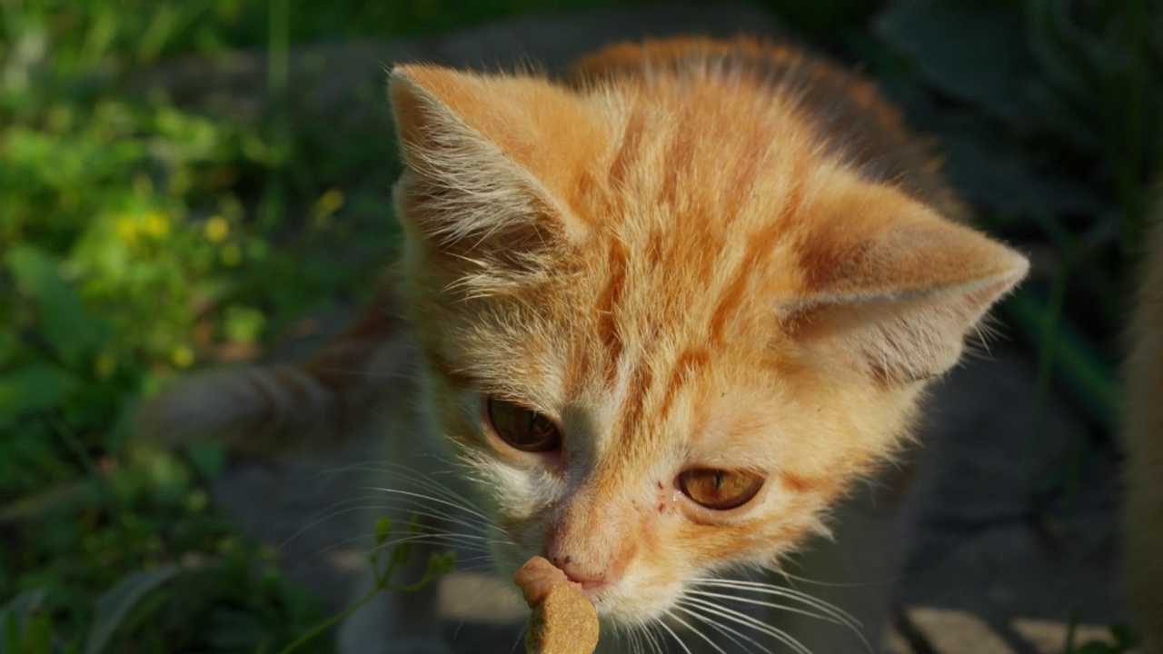 小猫从一个人的手中嗅了一块食物，第一人称视角摄像机视频素材