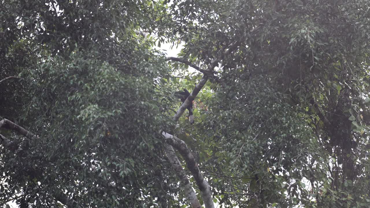 犀鸟:成年雌性黑犀鸟(马来炭疽角犀鸟)。视频下载