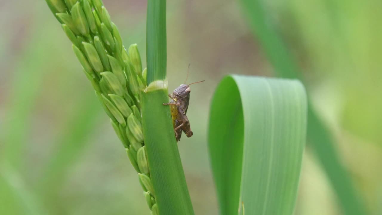 蚱蜢视频下载