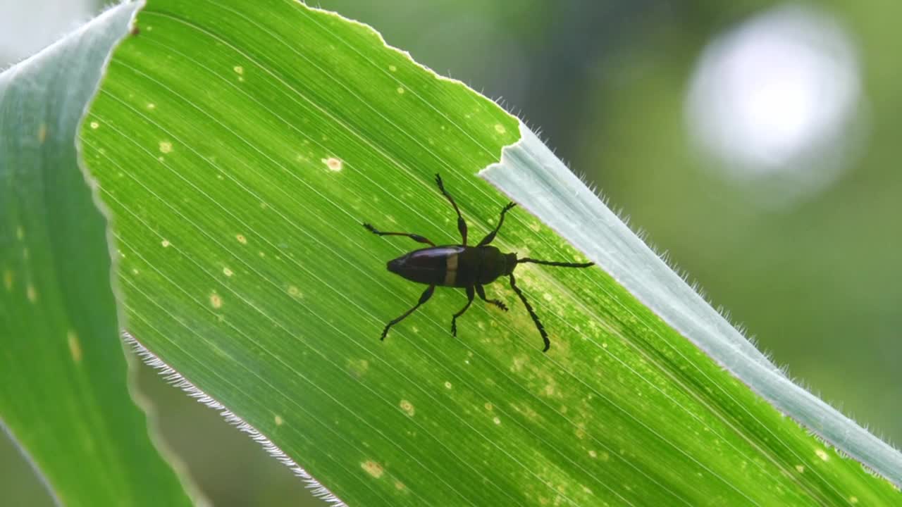 一只黑色的昆虫躲在玉米叶后面视频下载