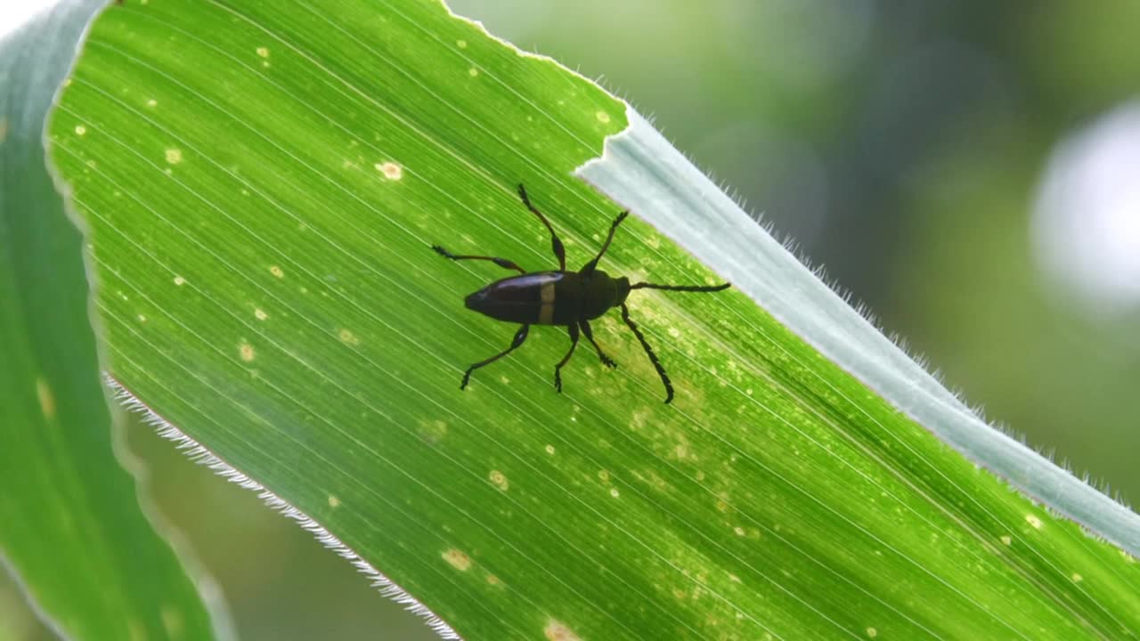 一只黑色的昆虫躲在玉米叶后面视频素材