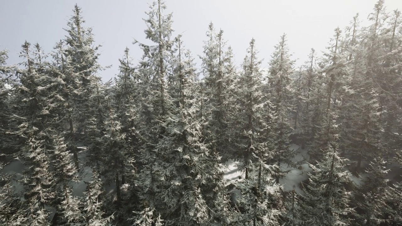 一个有茂密树木的白雪皑皑的冬季森林视频素材