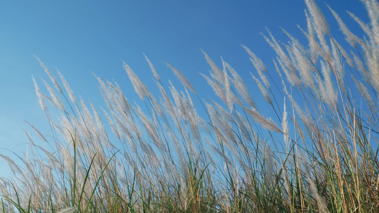 阳光下的芦苇视频素材