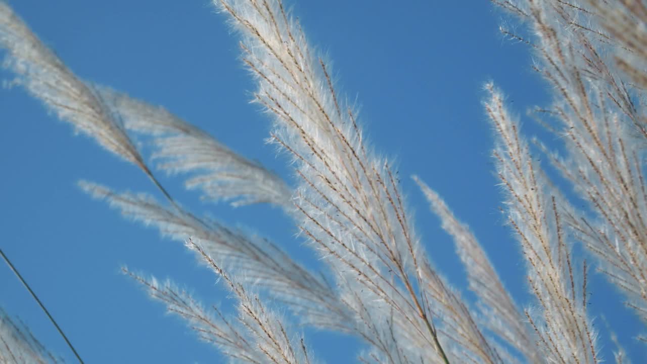 阳光下的芦苇视频素材