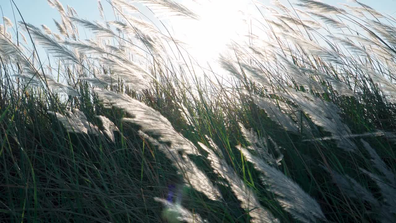 阳光下的芦苇视频素材