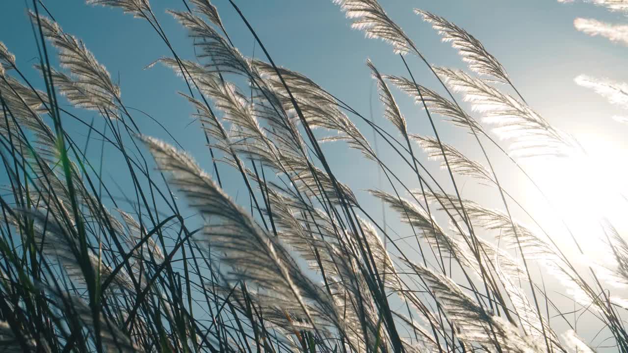 阳光下的芦苇视频素材